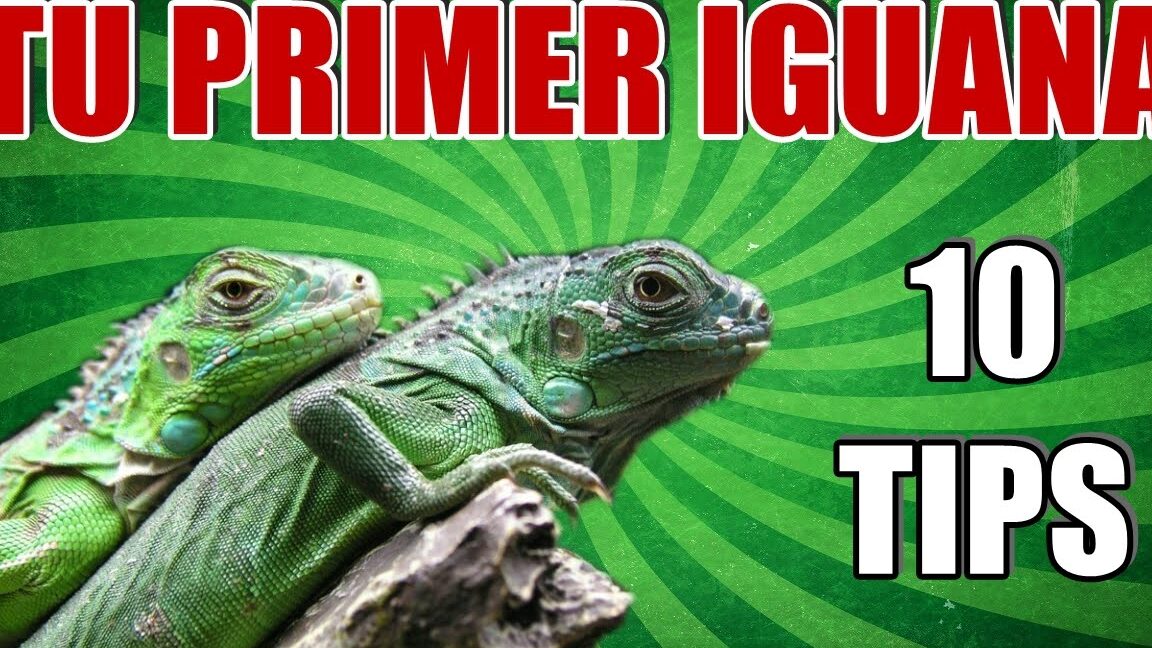 Dos iguanas verdes apoyadas en una roca con fondo verde y texto 10 TIPS, todo lo que necesitas saber sobre la alimentacion de las iguanas domesticas