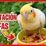 Todo lo que necesitas saber sobre la alimentación de las ninfas aves