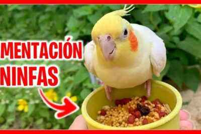 Ninfa amarilla y blanca sobre un cuenco con mezcla de semillas, todo lo que necesitas saber sobre la alimentacion de las ninfas aves.