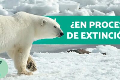Oso polar sobre hielo con cartel informativo y paisaje ártico, todo lo que necesitas saber sobre la alimentacion de los osos pardos