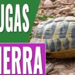 Todo lo que necesitas saber sobre la alimentación de tortugas de tierra y agua