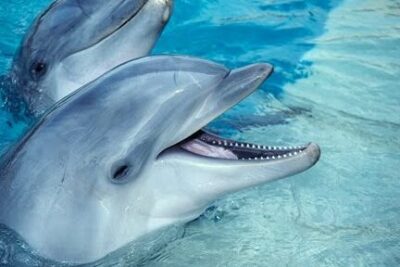 Dos delfines en agua cristalina con el hocico abierto, representación de todo lo que necesitas saber sobre la alimentacion y el habitat de los delfines.