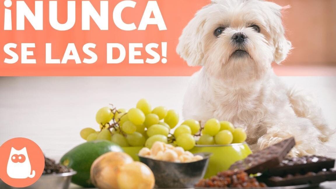 Perro pequeño junto a uvas y otras frutas con un letrero de advertencia, todo lo que necesitas saber sobre las frutas que pueden comer los perros.