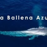 Todo lo que necesitas saber sobre qué comen las ballenas y dónde viven