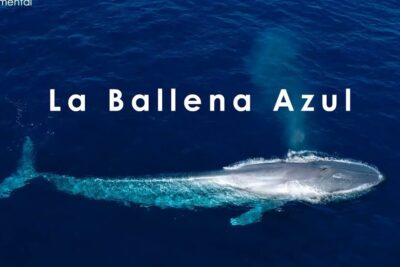 Vista aérea de una ballena azul nadando en mar abierto, todo lo que necesitas saber sobre que comen las ballenas y donde viven.