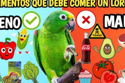 Infografía que muestra todo lo que necesitas saber sobre que comen las cotorras, con ejemplos de alimentos recomendados y peligrosos