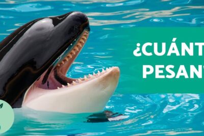 Orca con la boca abierta en agua turquesa, ideal para todo lo que necesitas saber sobre que comen las orcas