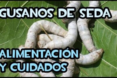 Gusanos de seda blancos agrupados sobre una hoja verde, todo lo que necesitas saber sobre que comen los gusanos.