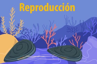 Ilustración submarina de mejillones y algas, recurso para todo lo que necesitas saber sobre que comen los mejillones.