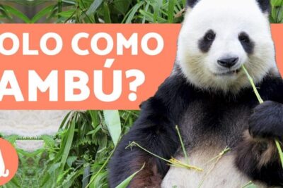 Panda gigante comiendo bambú en su hábitat, todo lo que necesitas saber sobre que comen los pandas