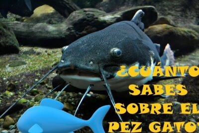 Pez gato en primer plano en un acuario con texto y gráfico, ilustrando todo lo que necesitas saber sobre que comen los siluros.