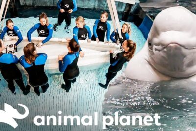 Cuidadores en trajes de neopreno junto a una beluga en piscina mostrando todo sobre la alimentacion de las belugas que comen estos majestuosos mamiferos marinos.