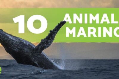 Ballena saltando sobre el mar con un banner que dice '10 animales marinos', imagen evocadora para todo sobre la alimentacion de los pulpos de que se alimentan estos fascinantes animales marinos