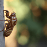 Un insecticida caducado mata más: mito o realidad