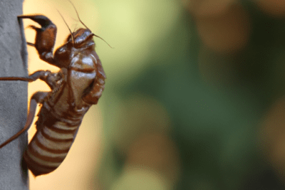 Avispa grande en primer plano aferrada a una superficie vertical, un insecticida caducado mata mas mito o realidad