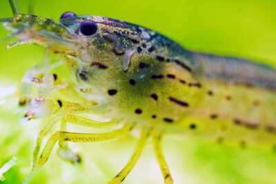 Primer plano macro de un camarón de agua dulce sobre vegetación verde, ideal para una guia detallada sobre la alimentacion de los otocinclus que comen realmente