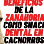 ¿Es seguro darle zanahoria a mi perro? Descubre la respuesta aquí